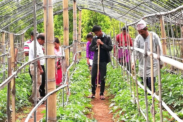 Monitoring the Srijana tomato 🍅 seed production at Dolakha