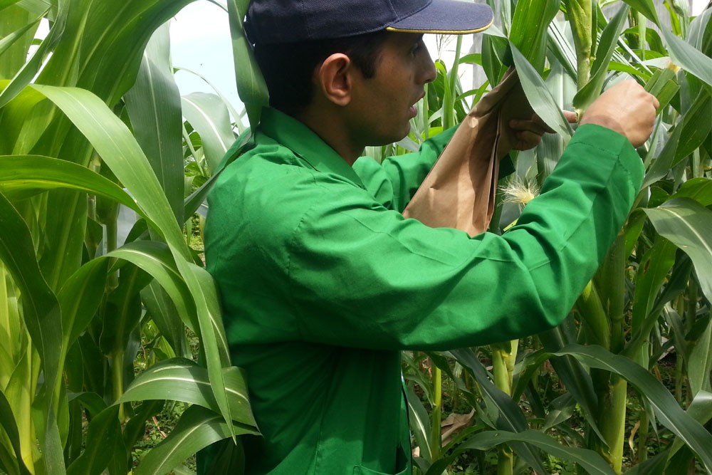 Self pollinating the maize