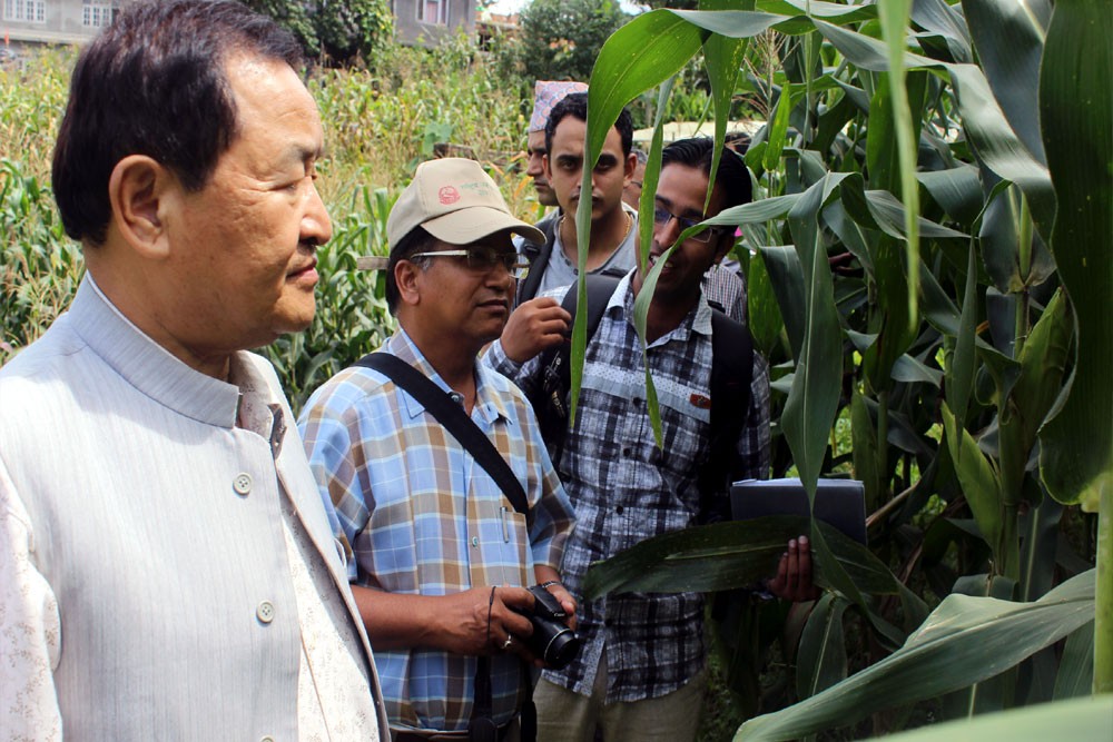 Monitoring the maize trial at Thankot